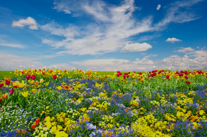 大理福娟花卉公司与安胜续签常年法律顾问